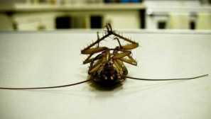 Bay leaf z švábov ako používať. Čo robiť, ak laurel leaf nepomohol. Ako zvládnuť kapustový laurel list z kapusty muchy a jej recept húsenice